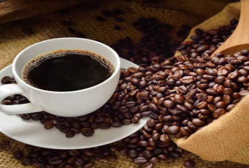Nabire Jadi Lokasi Festival Kopi Papua Tengah 2026, Ajang Perluas Akses Pasar Kopi Lokal