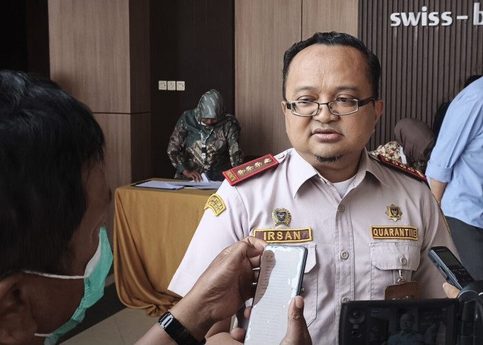 Kasus Demam Babi Afrika di Papua Selatan Berhasil Dikendalikan