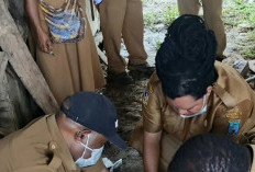 Perhatian untuk Peternak, Pemprov Papua Pegunungan Tingkatkan Layanan Kesehatan Hewan