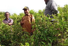Deiyai Punya Teh Lokal, Siap Curi Perhatian di Festival Kopi Papua Tengah 2026