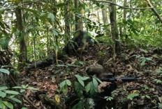 Kontak Tembak di Maybrat, Tiga Anggota OPM Tertembak, Satu Senjata Disita